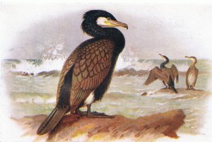 Cormoran